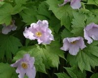 Big palest pink flowers and impressive rounded foliage